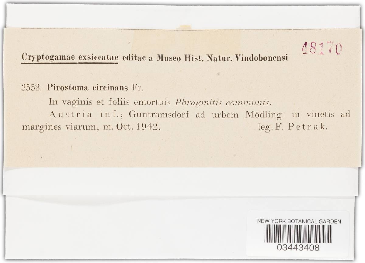 Pirostoma circinans image