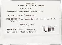 Thumbnail image of current specimen