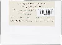 Puccinia sorghi image