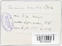 Puccinia sorghi image