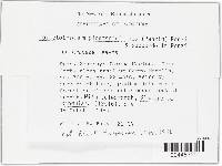 Glomerella cingulata image