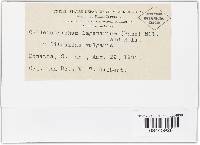 Colletotrichum lagenarium image