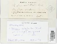 Puccinia substerilis var. scribneri image