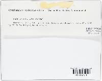 Puccinia tanaceti image