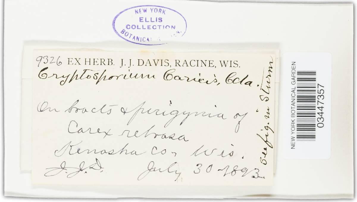 Cryptosporium caricis image