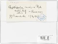 Cryptosporium cerasinum image