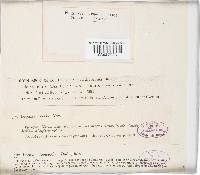 Media resource of Cylindrosporium aceris