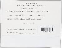 Media resource of Cylindrosporium alni