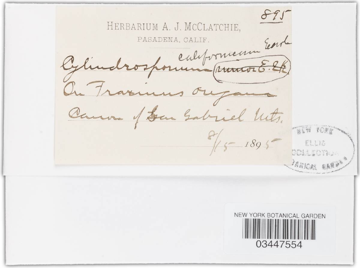 Cylindrosporium californicum image