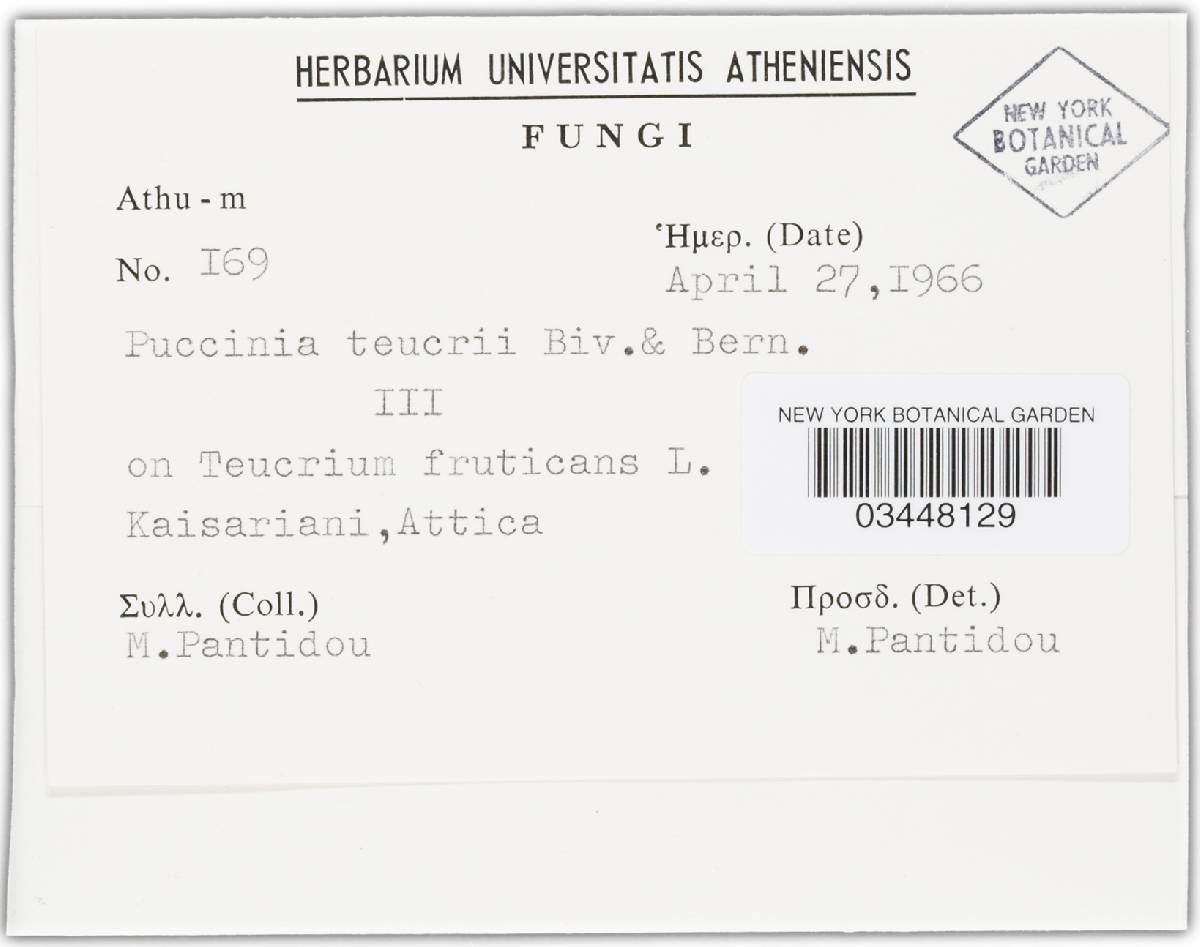 Puccinia teucrii image