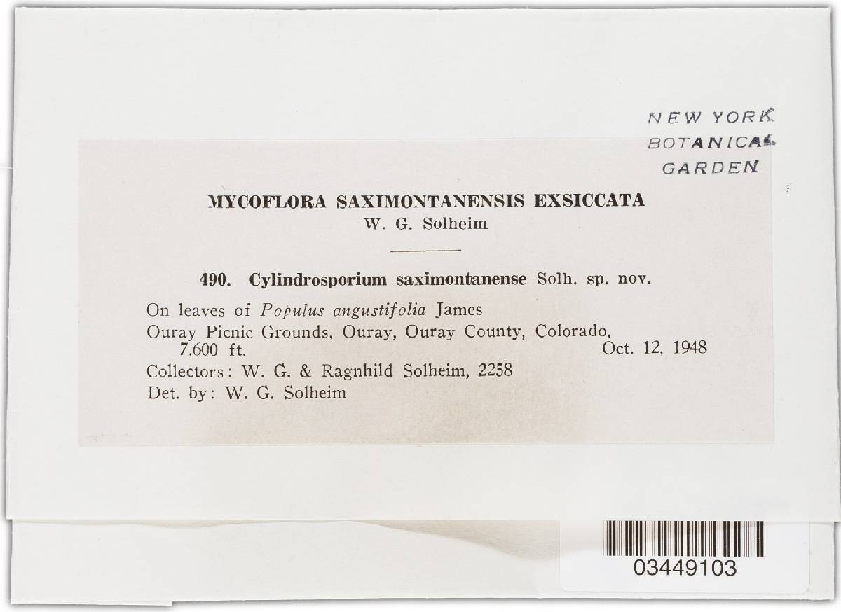 Cylindrosporium saximontanense image