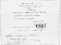 Cylindrosporium smilacinae image