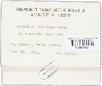 Puccinia zoysiae image