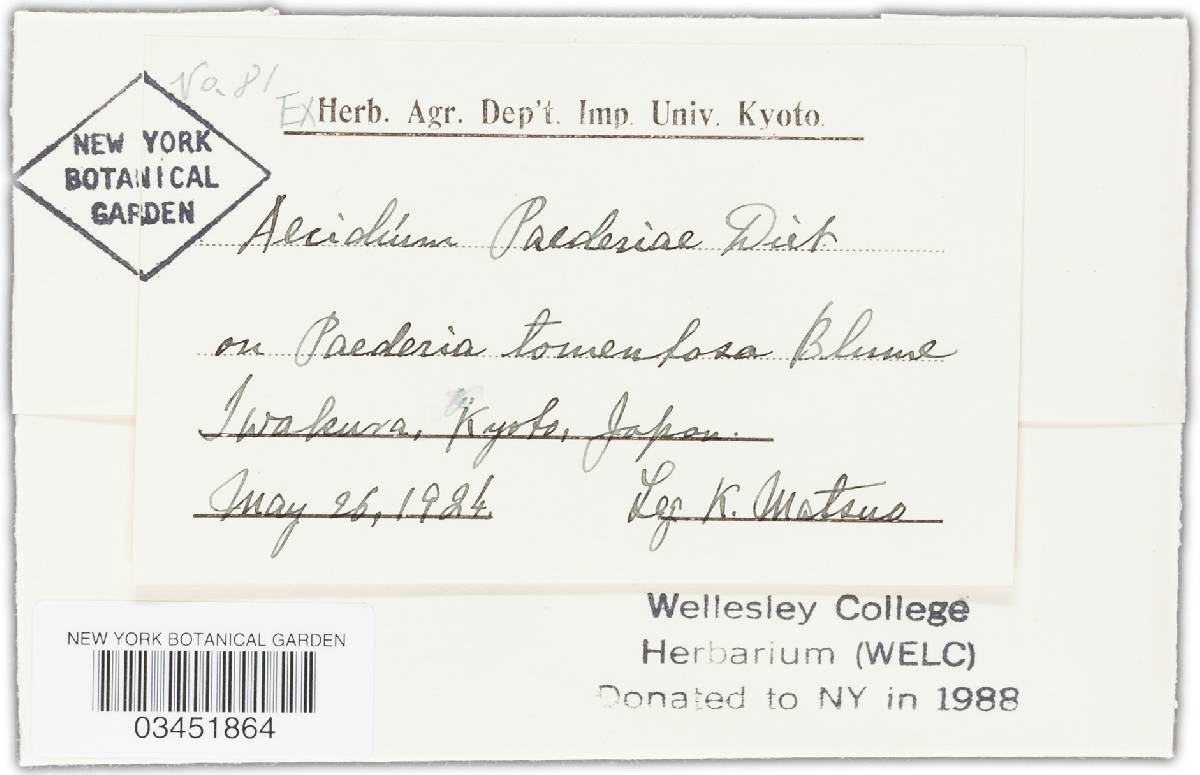 Puccinia zoysiae image