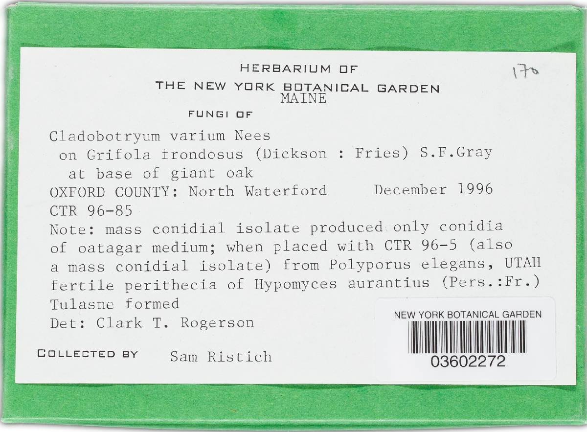 Hypomyces aurantius image