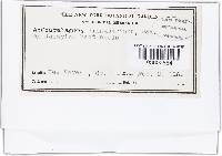 Acrostalagmus luteoalbus image