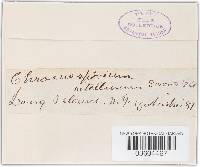 Inonotus andersonii image