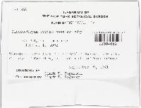 Hypomyces aurantius image