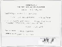 Hypomyces aurantius image