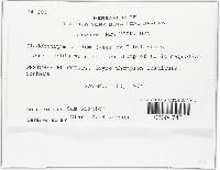 Hypomyces aurantius image