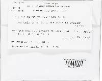 Hypomyces aurantius image