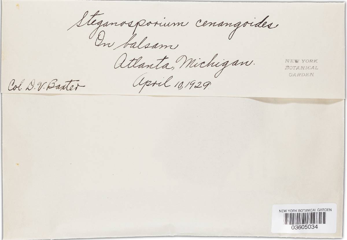 Myxocyclus cenangioides image