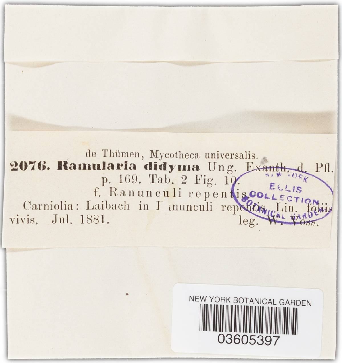 Ramularia didyma image