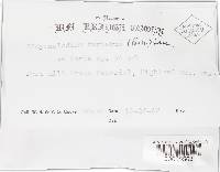 Hypomyces aurantius image