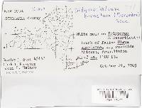 Hypomyces aurantius image