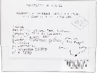 Haplotrichum curtisii image