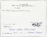 Haplotrichum curtisii image