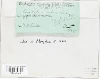 Haplotrichum curtisii image