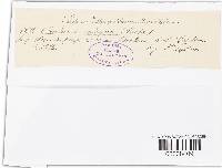 Ovularia obliqua image