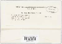 Ovularia obliqua image