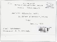 Ramularia alismatis image