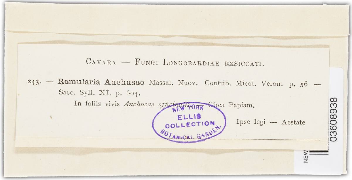 Ramularia anchusae image