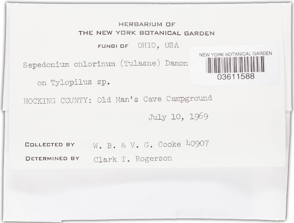 Hypomyces chlorinus image