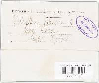 Acrostalagmus luteoalbus image