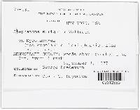Stephanoma strigosum image