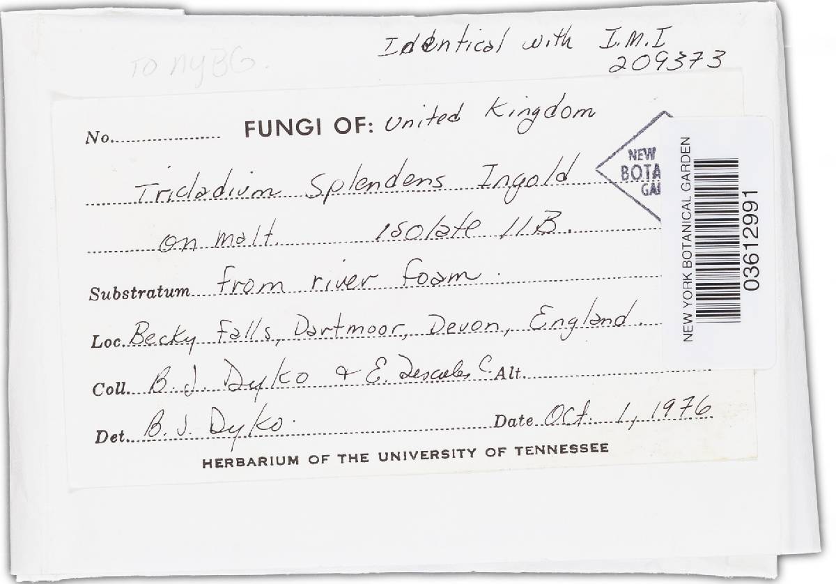 Tricladium splendens image