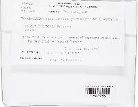 Acrostalagmus luteoalbus image