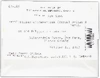 Acrostalagmus luteoalbus image