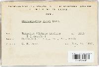 Cladosporium citri image