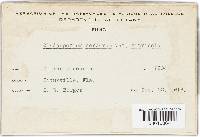 Cladosporium herbarum var. citricola image