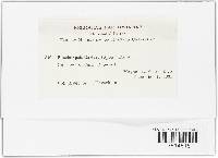 Image Associated With the Occurrence