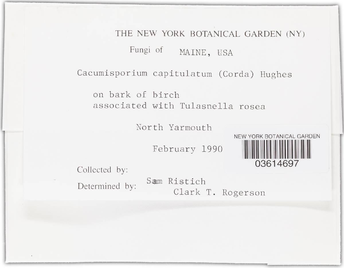 Cacumisporium capitulatum image