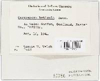 Cercospora beticola image