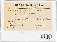 Cercospora beticola image