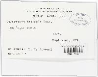 Cercospora beticola image