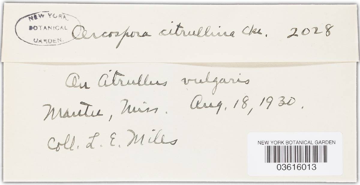 Didymella bryoniae image